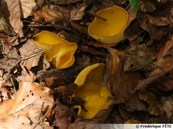 Pézize impériale, Sowerbyella imperialis