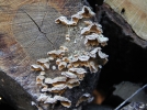 Stre hirsute, Stereum hirsutum