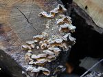 Stérée hirsute, Stereum hirsutum Stérée hirsute, Stereum hirsutum