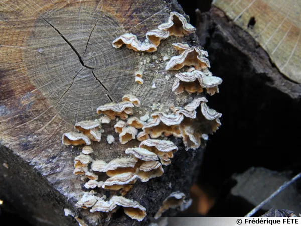 Stérée hirsute, Stereum hirsutum