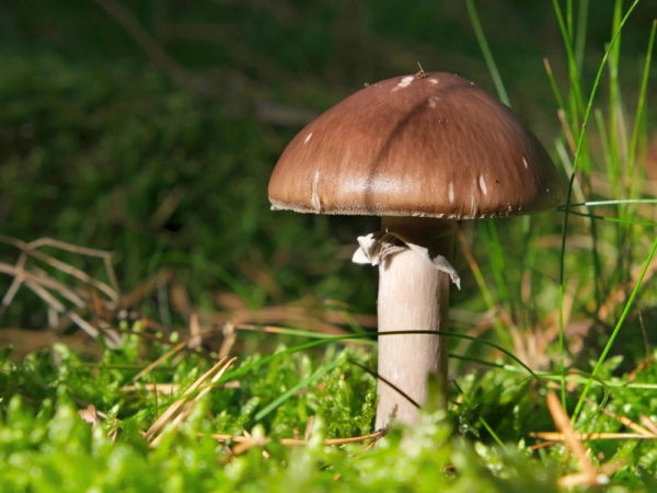 Strophaire  anneau rugueux, Strophaire rouge vin, <i>Stropharia rugosoannulata</i>