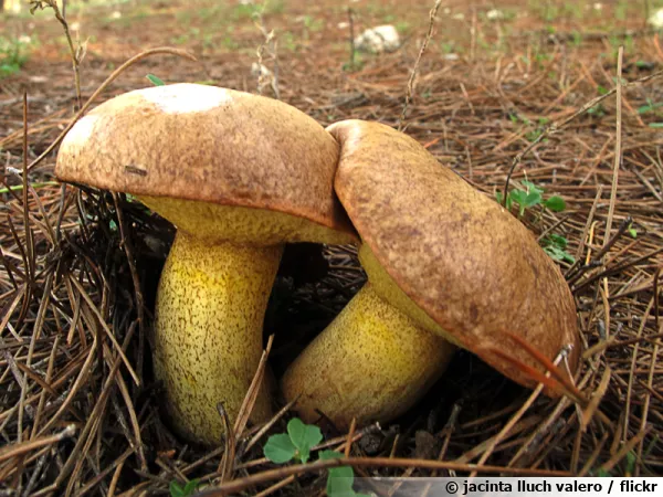 Bolet de Bellini, Suillus bellinii