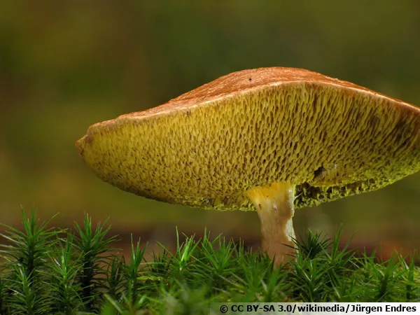 Bolet des bouviers, Suillus bovinus