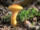 Bolet �l�gant, Suillus grevillei