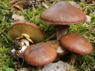 Nonnette voil�e, Bolet jaune, Suillus luteus