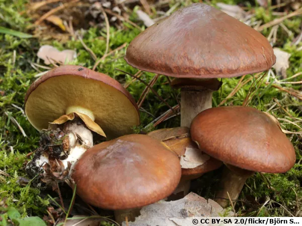 Nonnette voilée, Bolet jaune, Suillus luteus