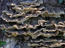 Tramte versicolore, Polypore versicolore, Trametes versicolor