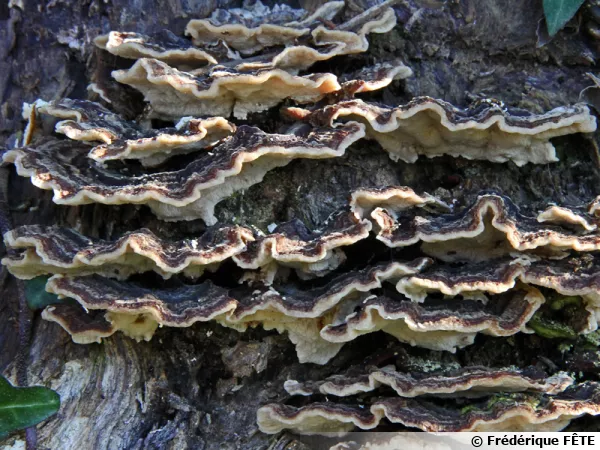 Tramète versicolore, Polypore versicolor, Trametes versicolor, 30 janvier 2018 et Ariège, la Tramète sur chêne
