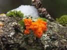 Tr�melle orang�e, Tremella aurantia
