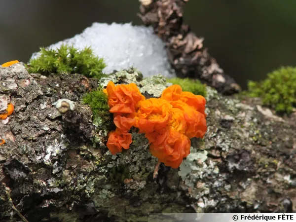 Trémelle orangée, Tremella aurantia