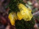 Trmelle msentrique, Beurre de sorcire, Tremella mesenterica