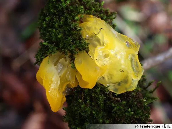Trémelle mésentérique, "Beurre de sorcière", Tremella mesenterica