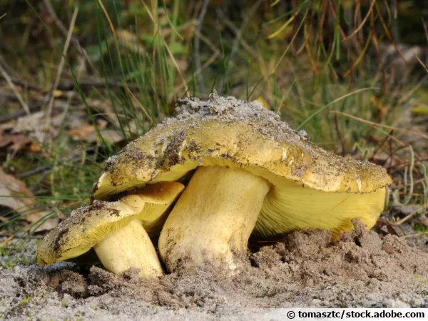 Tricholome équestre, Tricholome doré, Bidaou, Tricholoma equestre