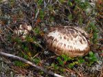Matsutak, Tricholoma matsutake