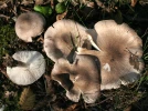 Tricholome jaunissant, Tricholome farineux jaunissant, Tricholoma scalpturatum