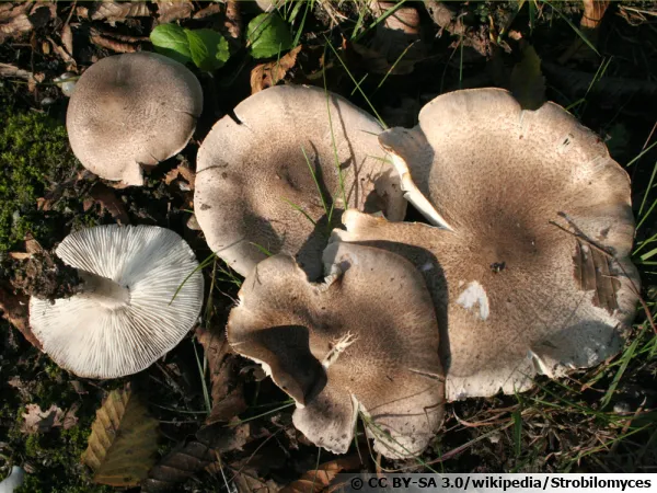 Tricholome jaunissant, Tricholome farineux jaunissant, Tricholoma scalpturatum