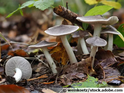Tricholome terreux, Petit-gris, Tricholome couleur de terre, Charbonnier, Griset, Tricholoma terreum