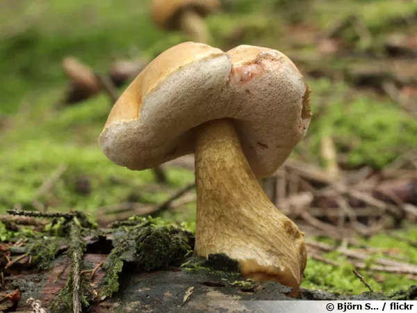 Bolet amer, Chicotin, Bolet de fiel, Tylopilus felleus