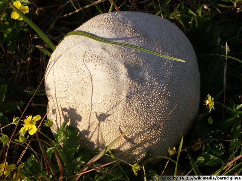 Vessedeloup à diaphragme, Vessedeloup des prés,