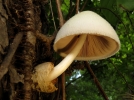 Volvaire soyeuse, Champignon d'arbre, Volvariella bombycina