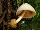 Volvaire soyeuse, Champignon d'arbre, Volvariella bombycina