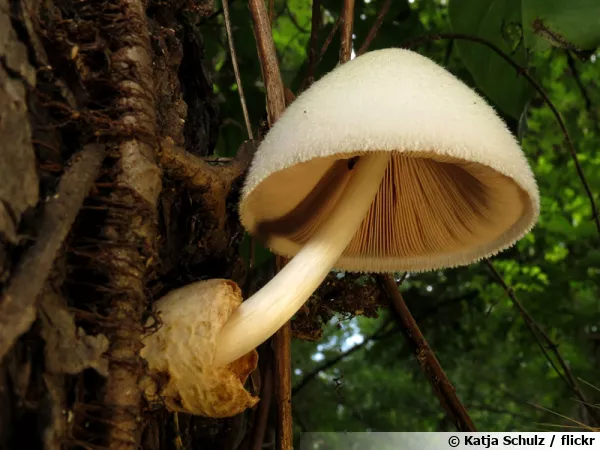Volvaire soyeuse, Champignon d'arbre, Volvariella bombycina