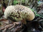 Bolet fissuré, Xerocomellus porosporus Bolet fissuré, Xerocomellus porosporus