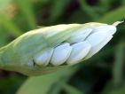 Allium naepolitanum par BUGADE pour le concours "Bourgeons"