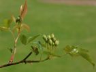 Photo de GPR pour le concours "Bourgeons" Photo de GPR pour le concours "Bourgeons"