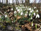 Photo de Enibas pour le Concours "Crocus et perce-neige" Photo de Enibas pour le Concours "Crocus et perce-neige"