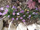 Photo de jardiniere31 pour le Concours "Crocus et perce-neige" Photo de jardiniere31 pour le Concours "Crocus et perce-neige"