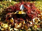 Les feuilles mortes se ramassent à la pelle Les feuilles mortes se ramassent à la pelle