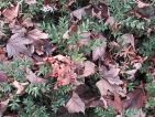 Les feuilles mortes se ramassent à la pelle Les feuilles mortes se ramassent à la pelle