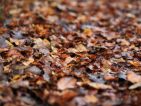 Les feuilles mortes se ramassent à la pelle Les feuilles mortes se ramassent à la pelle