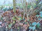 Les feuilles mortes se ramassent à la pelle Les feuilles mortes se ramassent à la pelle