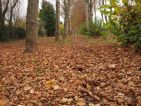 Les feuilles mortes se ramassent à la pelle Les feuilles mortes se ramassent à la pelle