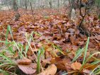 Les feuilles mortes se ramassent à la pelle Les feuilles mortes se ramassent à la pelle