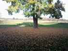 Les feuilles mortes se ramassent à la pelle Les feuilles mortes se ramassent à la pelle