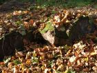 Les feuilles mortes se ramassent à la pelle Les feuilles mortes se ramassent à la pelle