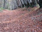 Les feuilles mortes se ramassent à la pelle Les feuilles mortes se ramassent à la pelle