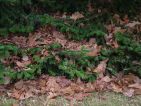 Les feuilles mortes se ramassent à la pelle Les feuilles mortes se ramassent à la pelle