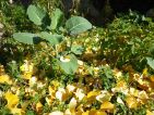 Les feuilles mortes se ramassent à la pelle Les feuilles mortes se ramassent à la pelle