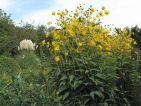 gege74, Floraisons d'automne