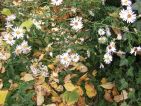 Esox, Floraisons d'automne