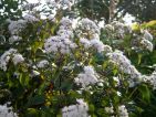 cosmos, Floraisons d'automne : une Eupatoire rugosum chocolate