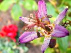 Garfield, Floraisons d'automne : Tricyrtis formosana de mon jardin