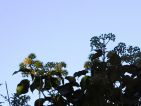 Colibri87, Floraisons d'automne : Fleurs de lierre