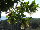 bourru07, Floraisons d'automne : Arbutus unedo, un arbuste spontané du maquis, qui offre en même temps ses fleurs et ses fruits de l'année précédente. Arbuste de 4-5 m, ses fleurs en grelot sont caractéristiques de la famille à laquelle il appartient : les Ericaceae