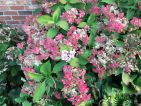 stb59, Floraisons d'automne : Hydrangea You & Me 'Romance' dans sa livrée automnale