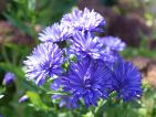 GPR, Floraisons d'automne